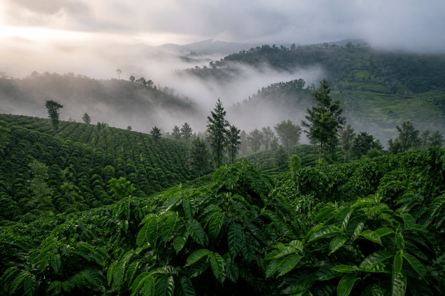 High-altitude coffee farms in misty highland hills